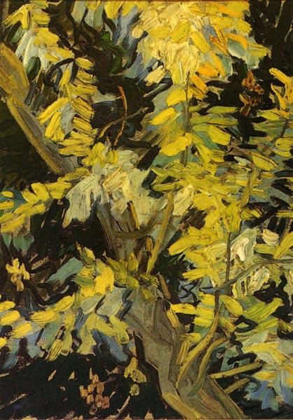 Vincent Van Gogh Blossoming Acacia Branches oil painting picture